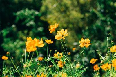 Close-up of yellow flowering plants on field