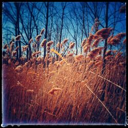 Plants growing on field