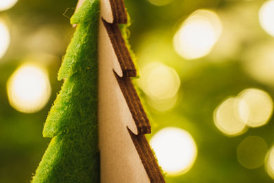 Close-up of plant against blurred background