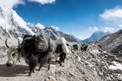 Yaks on mountain against sky