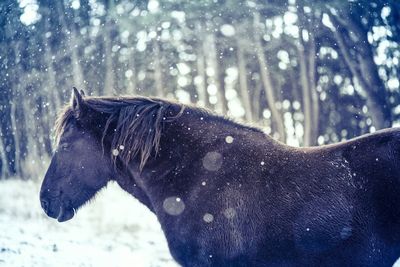 Close-up of horse during snowfall