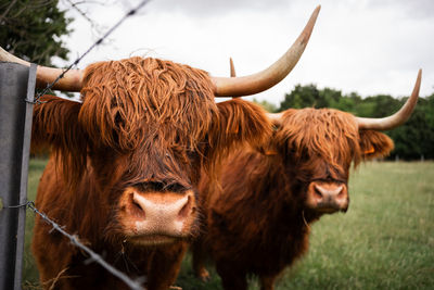 Two cows closeup