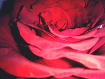 Macro shot of pink rose