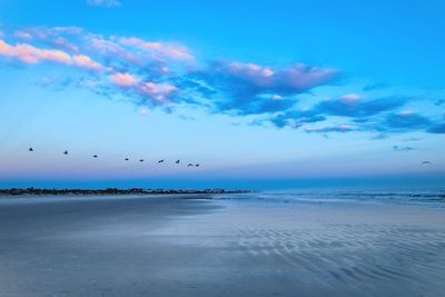 Flock of birds flying over beach at sunset