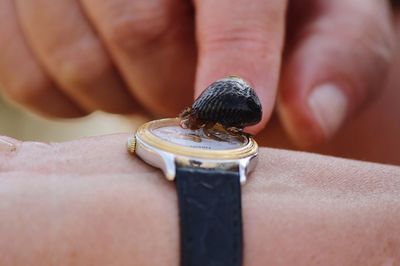 Close-up of small hermit crab on wristwatch