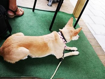Low section of person with dog relaxing outdoors