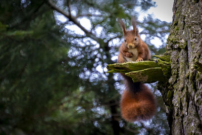 Low angle view of cat on tree