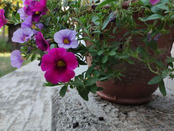 Close-up of purple flowering plant in pot