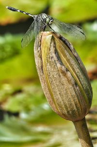 Close-up of insect on leaf