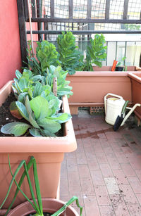 Potted plant on table in greenhouse