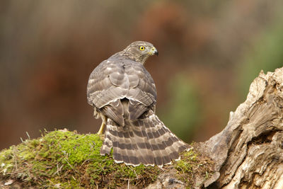 Close-up of owl perching on rock