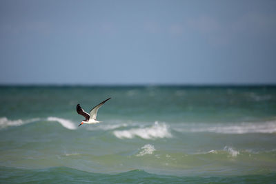 Black skimmer tern rynchops niger skims the ocean for food at clam pass in naples, florida