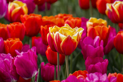 Close-up of tulips