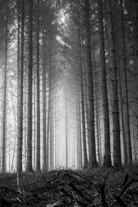 Pine trees in forest