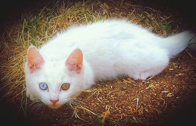 Portrait of white cat