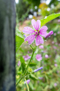 Close-up of pink flowering plant