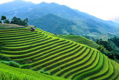 Rice fields prepare for transplant at northwest vietnam