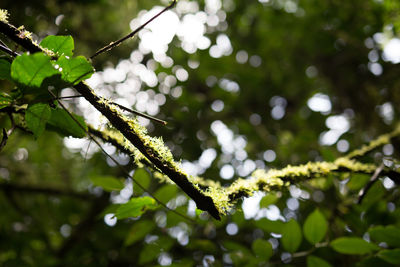 Close-up of leaves on branch