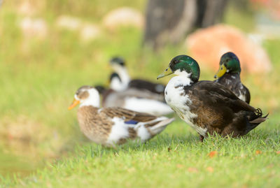 Close-up of ducks on grass