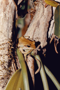 Close-up of a lizard on tree trunk