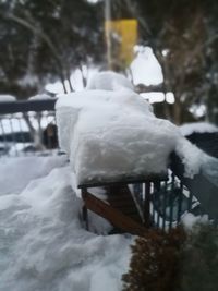 Close-up of bird on snow