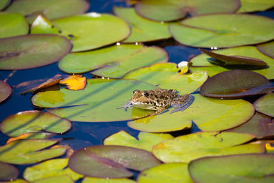 View of lotus water lily in lake