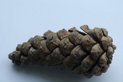 Close-up of pine cone against white background