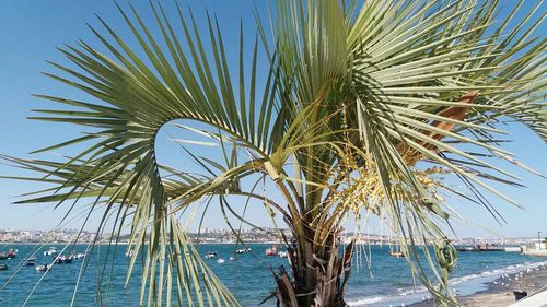 Close-up of palm tree by sea against clear blue sky