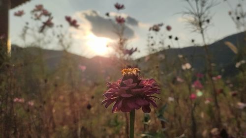 Close-up of pink flowering plant on field against sky