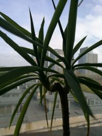 Close-up of succulent plant