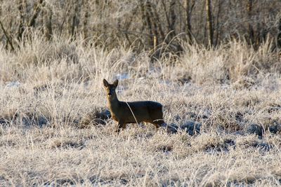 Deer in a field