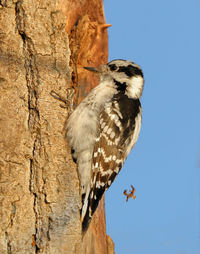 Low angle view of bird perching on tree against clear sky