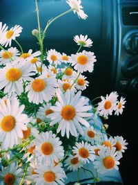 Close-up of white daisy flowers