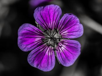 Close-up of purple flower