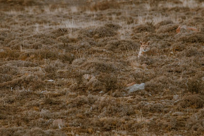 Cougar walking in forest