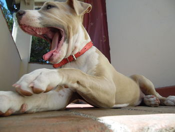 Close-up of dog yawning