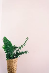 Close-up of plant against white background