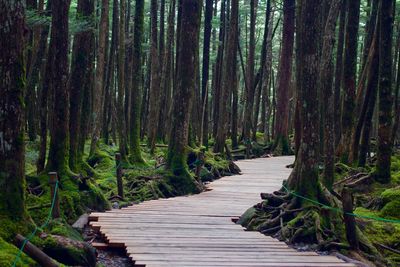 View of boardwalk in forest