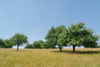 Trees on field against clear sky