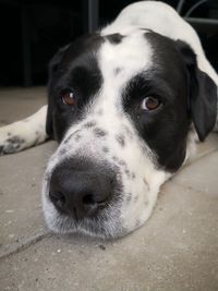 Close-up portrait of dog lying down