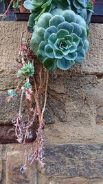 Close-up of cactus plant