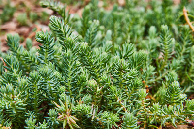 Close-up of plants