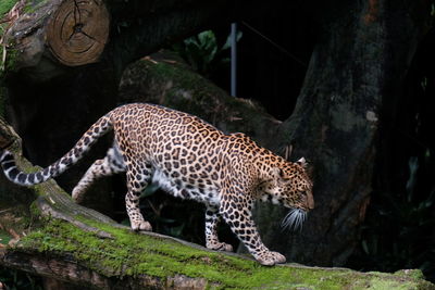 Full length of a cat on tree trunk in zoo