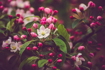 Close-up of pink flowers