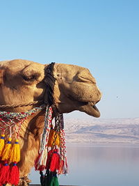 View of a horse on desert