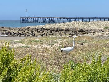 View of birds on beach against sky