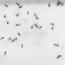 High angle view of dead mosquitoes on white background