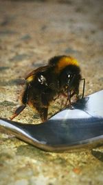 Close-up of bee