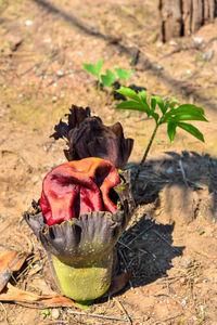 Close-up of wilted flower on field