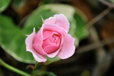 Close-up of pink rose